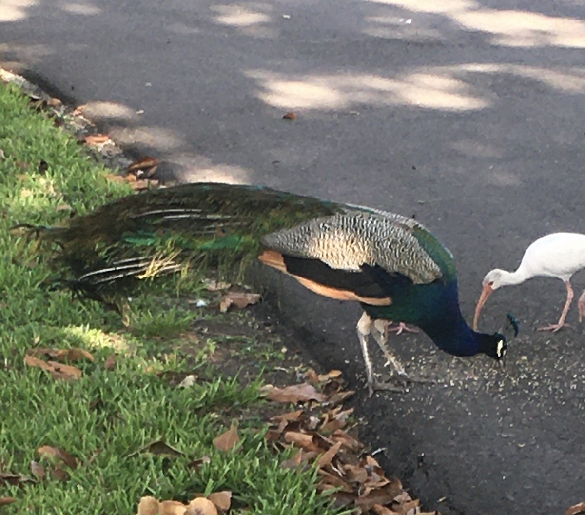 Indian Peafowl - ML400571461