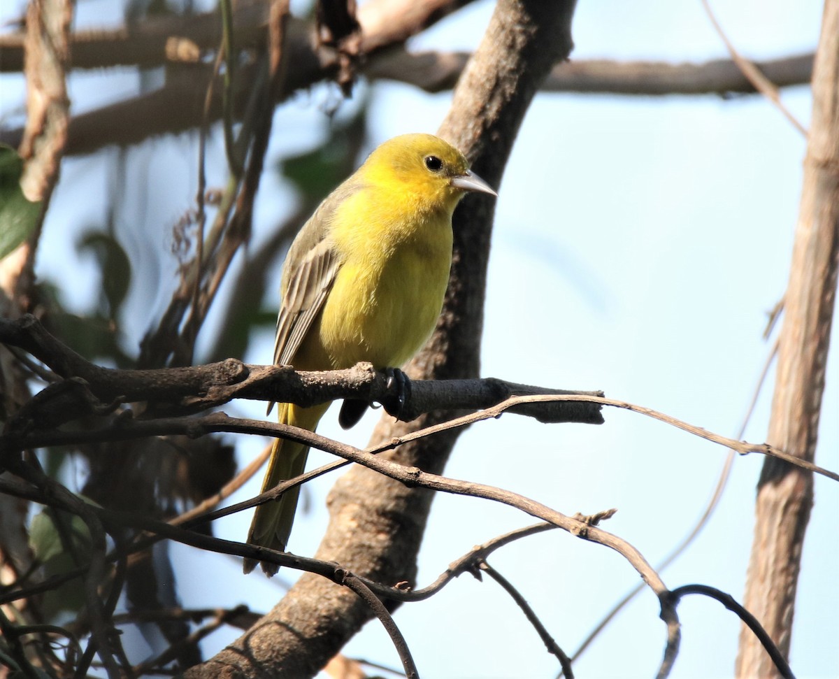 Orchard Oriole - ML400571601