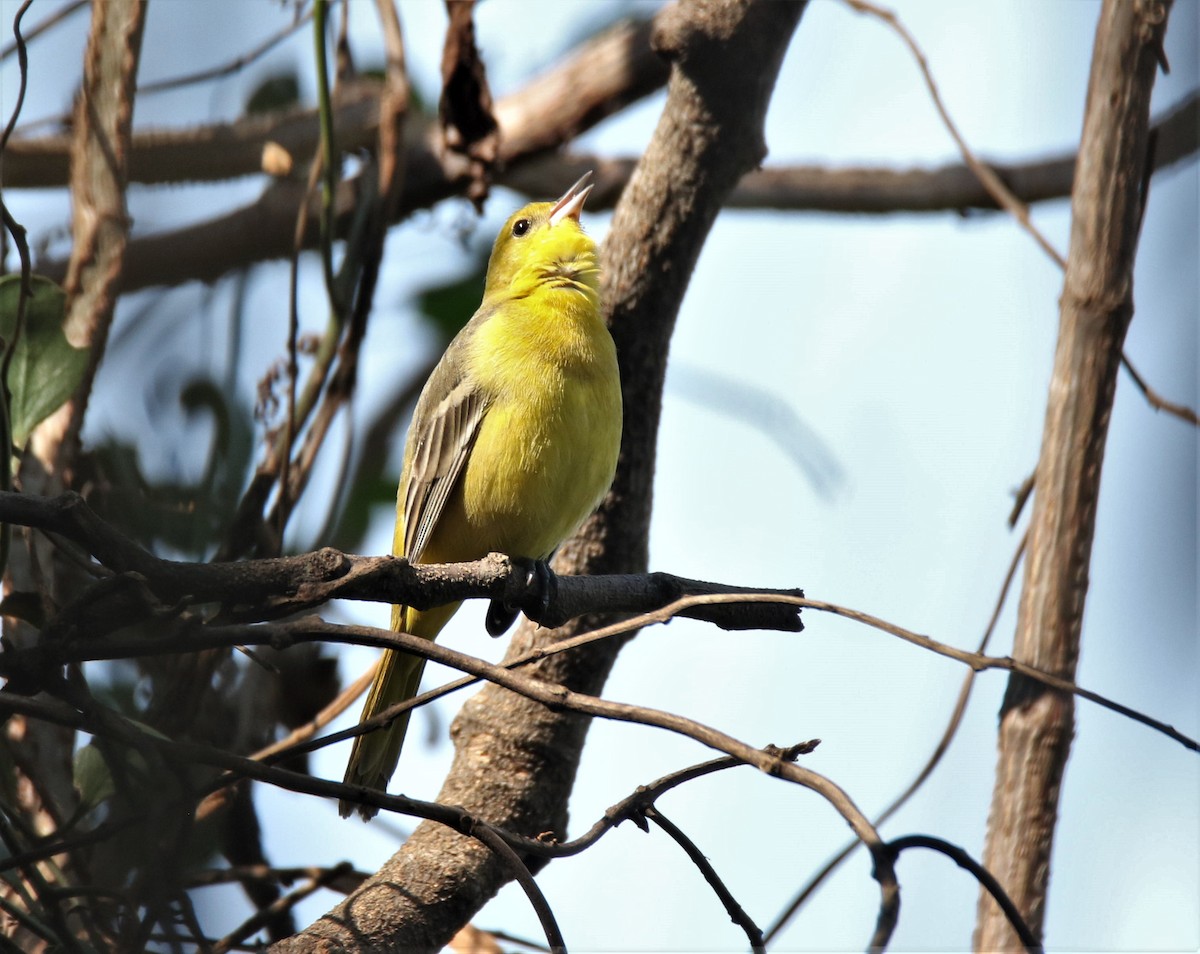 Orchard Oriole - Josue  de León Lux (Birding Guide) josuedeleonlux@gmail.com +502 3068 8988