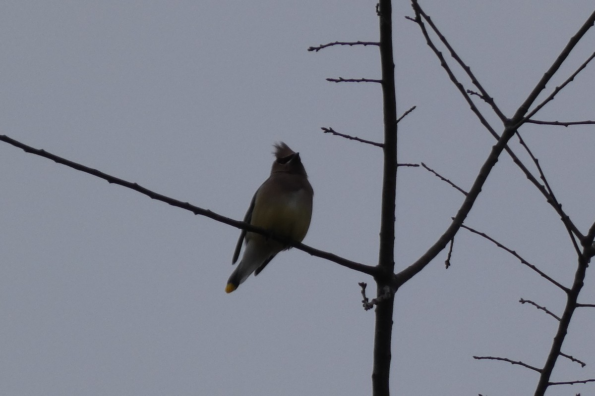Cedar Waxwing - ML400571921