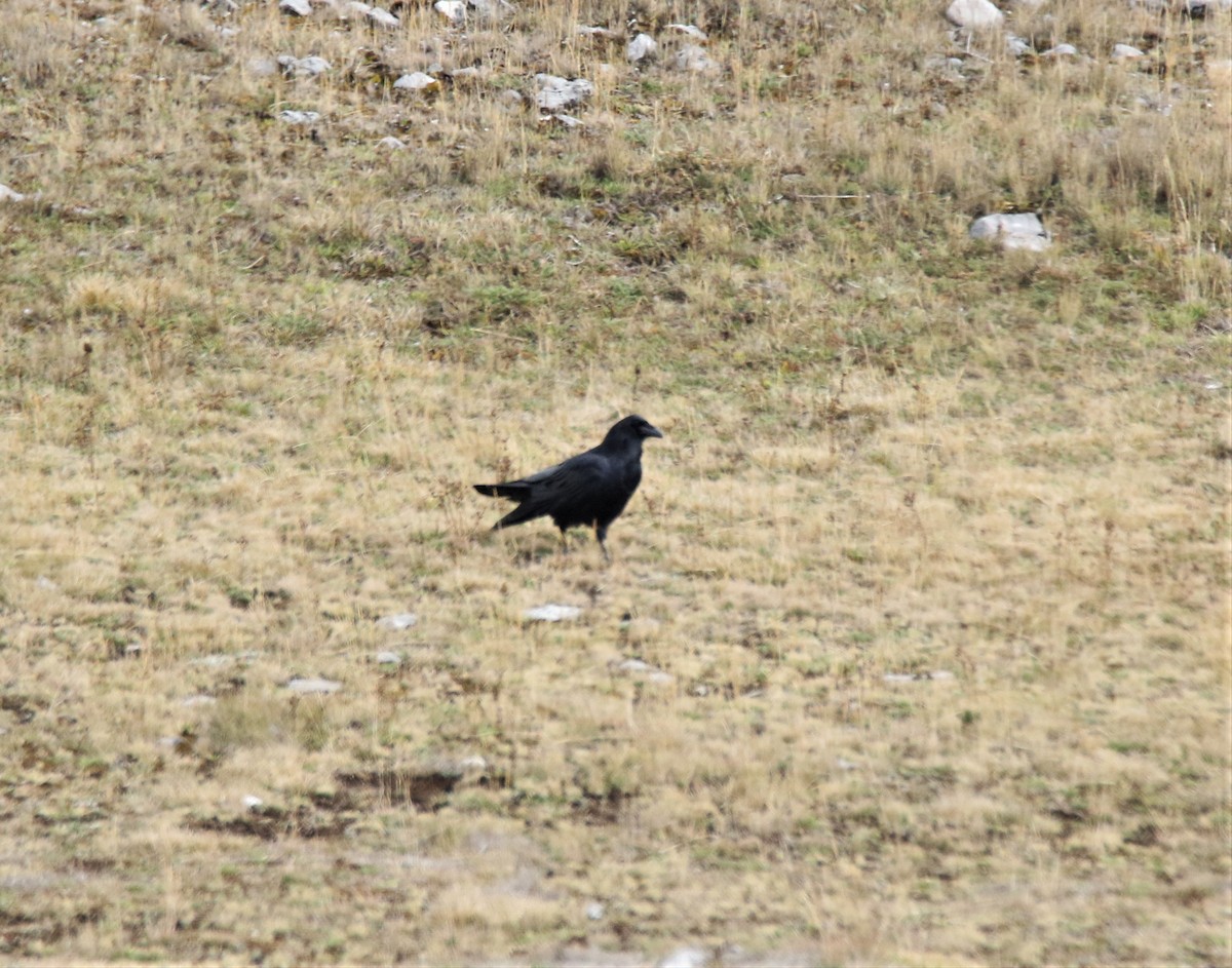 Common Raven - Josue  de León Lux (Birding Guide) josuedeleonlux@gmail.com +502 3068 8988