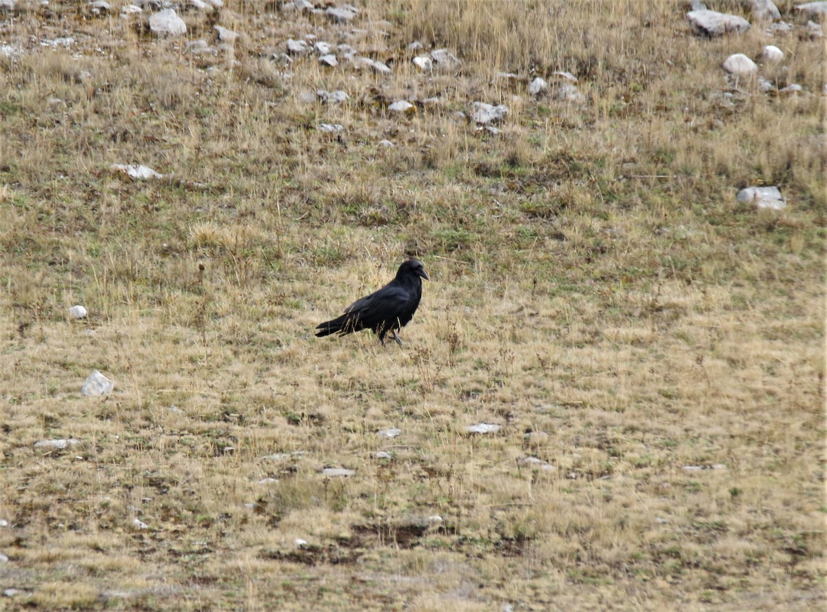 Common Raven - ML400573181