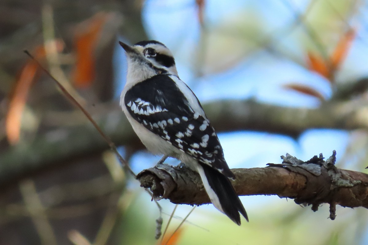 Downy Woodpecker - ML400573561