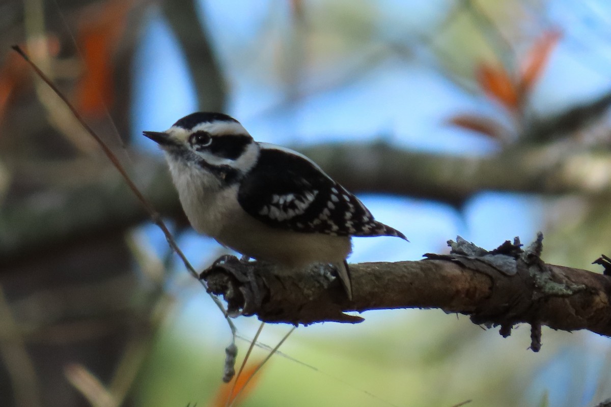 Downy Woodpecker - ML400573571