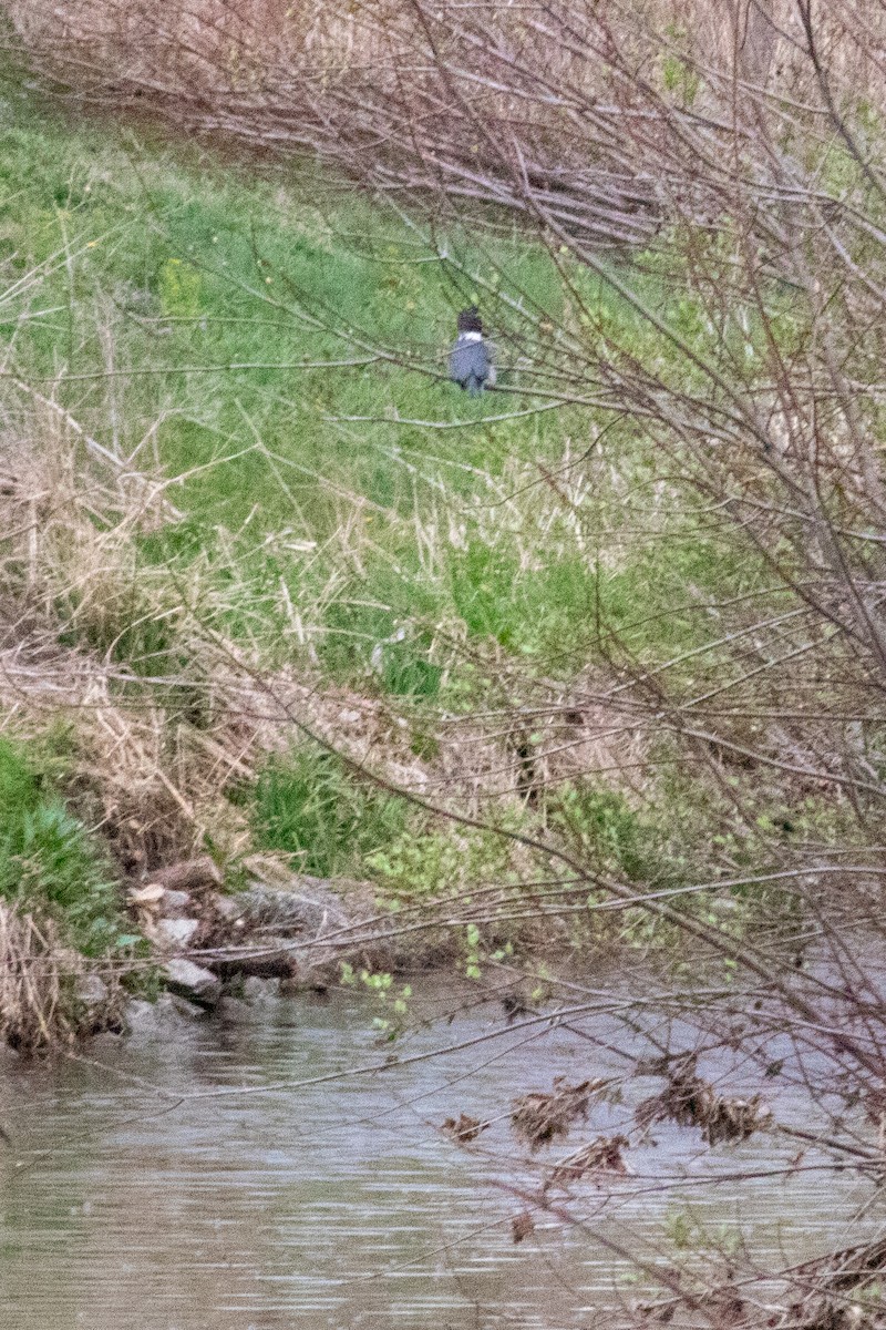 Belted Kingfisher - ML400577551