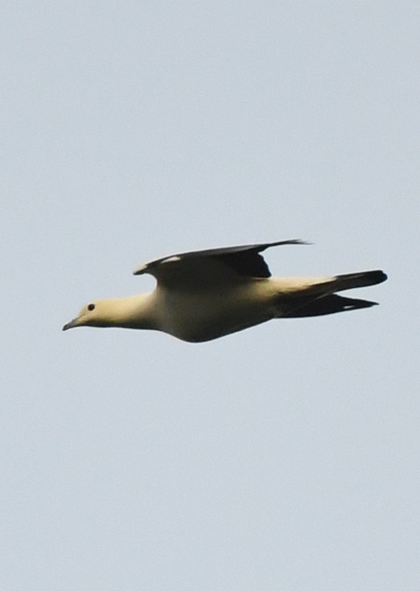 Pied Imperial-Pigeon - norman wu