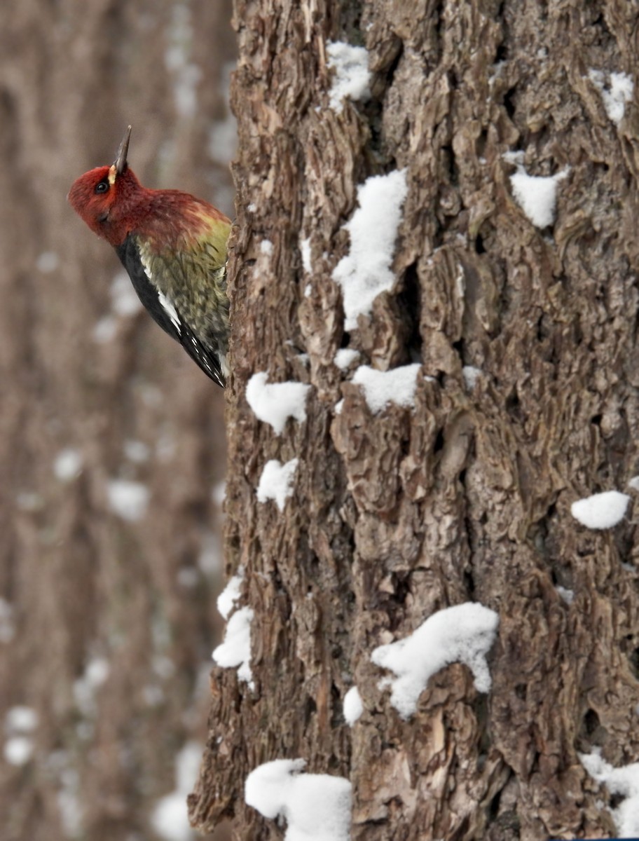 Red-breasted Sapsucker - K & K Pritchard