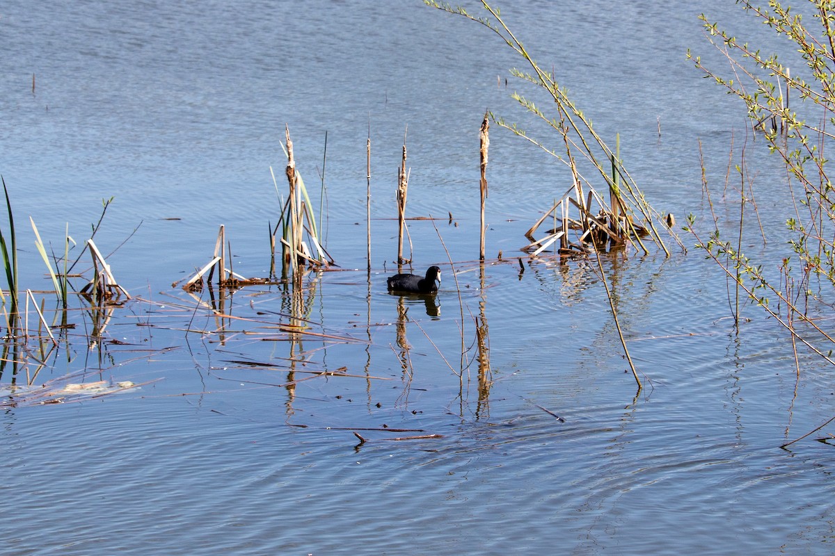 American Coot - Ian Brooks