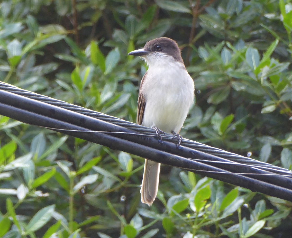 Loggerhead Kingbird - ML400582581