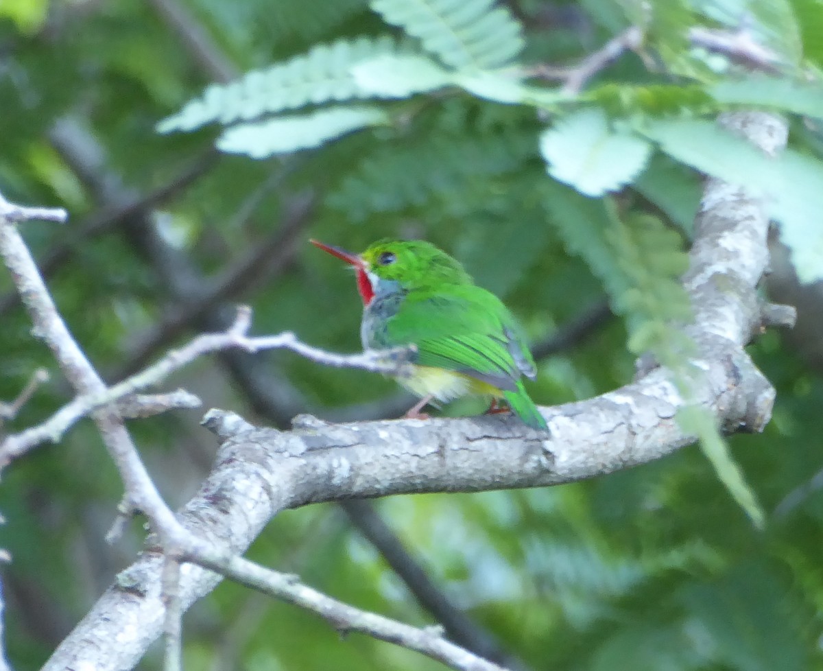 Puerto Rican Tody - Pirmin Nietlisbach