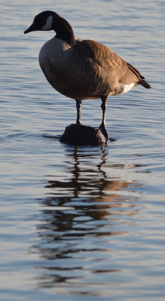 Canada Goose - ML400584261