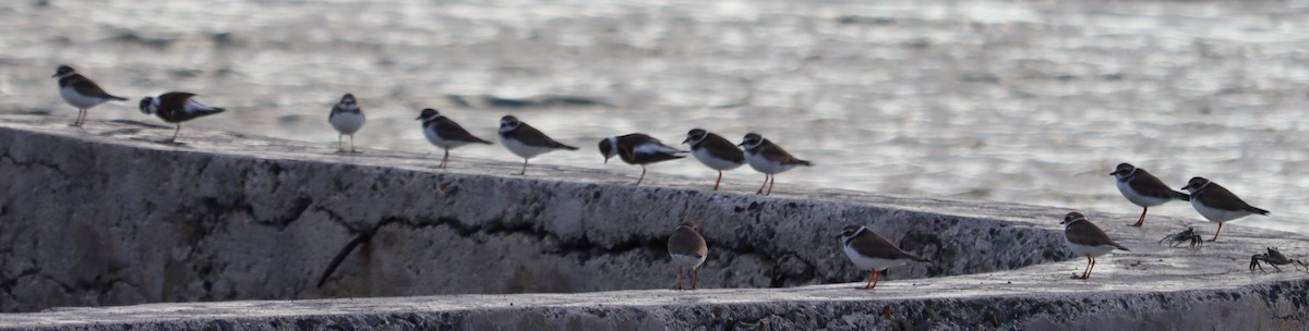 Semipalmated Plover - ML400584521