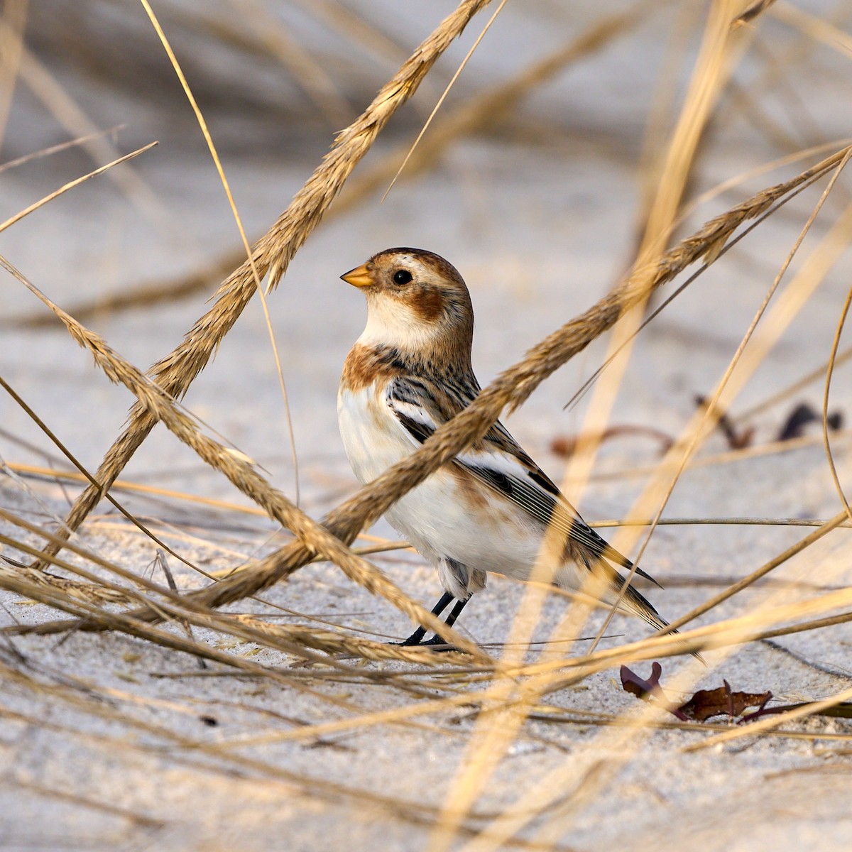 Snow Bunting - Brennan Moore