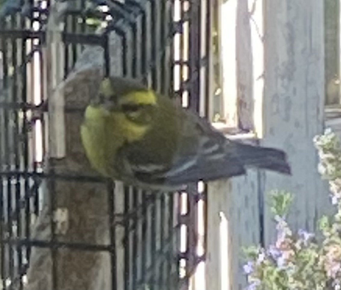 Townsend's Warbler - ML400587921