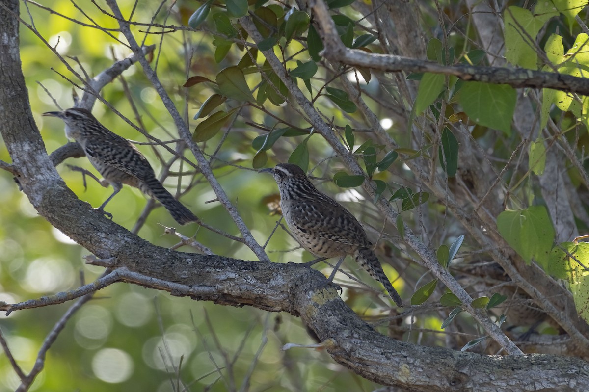 Yucatan Wren - Rolando Tomas Pasos Pérez