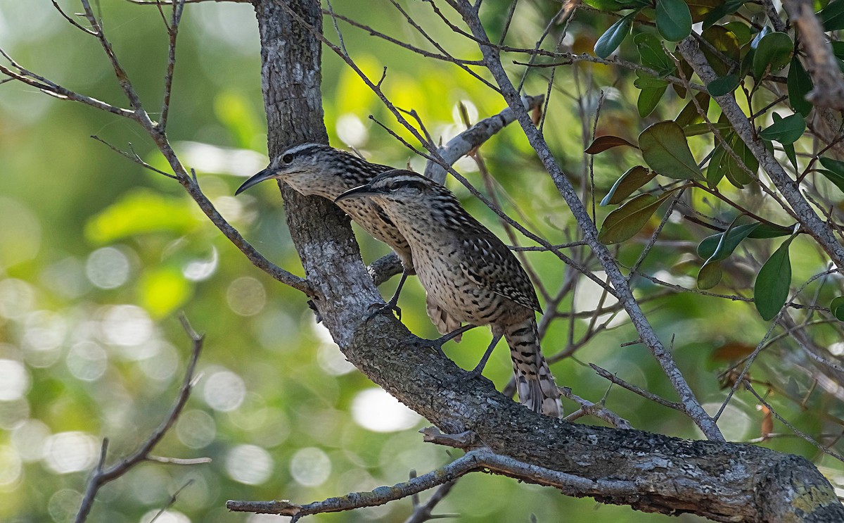 Yucatan Wren - Rolando Tomas Pasos Pérez