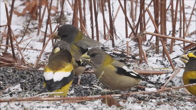 Evening Grosbeak - ML400589001