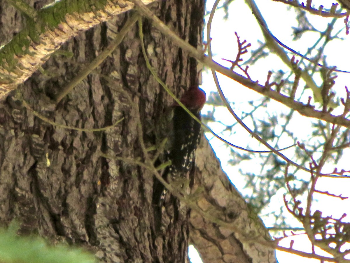 Red-breasted Sapsucker - ML400589151