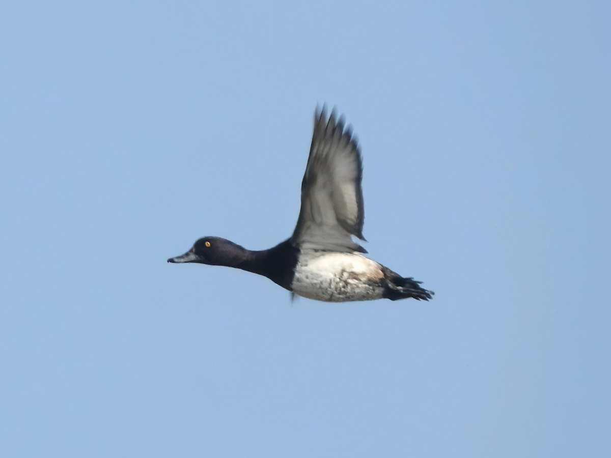 Tufted Duck - ML400589621