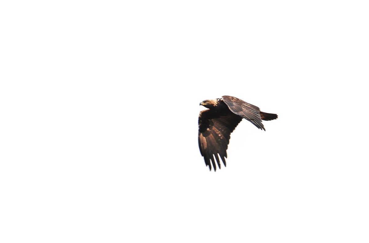 Golden Eagle - ML400590271