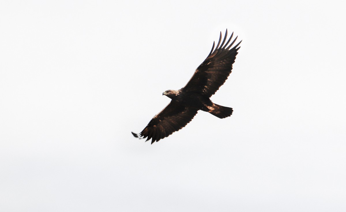 Águila Real - ML400590281