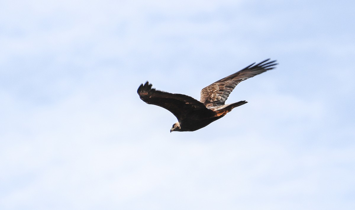 Águila Real - ML400590291