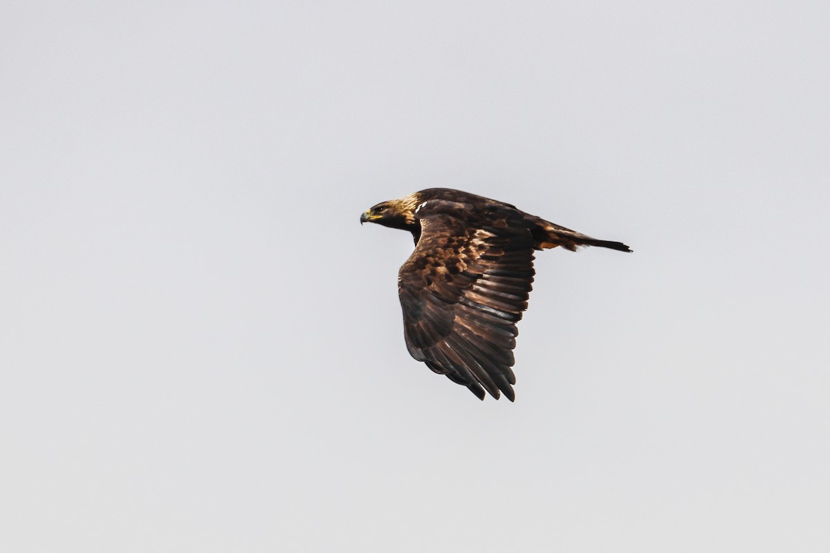 Golden Eagle - ML400590301