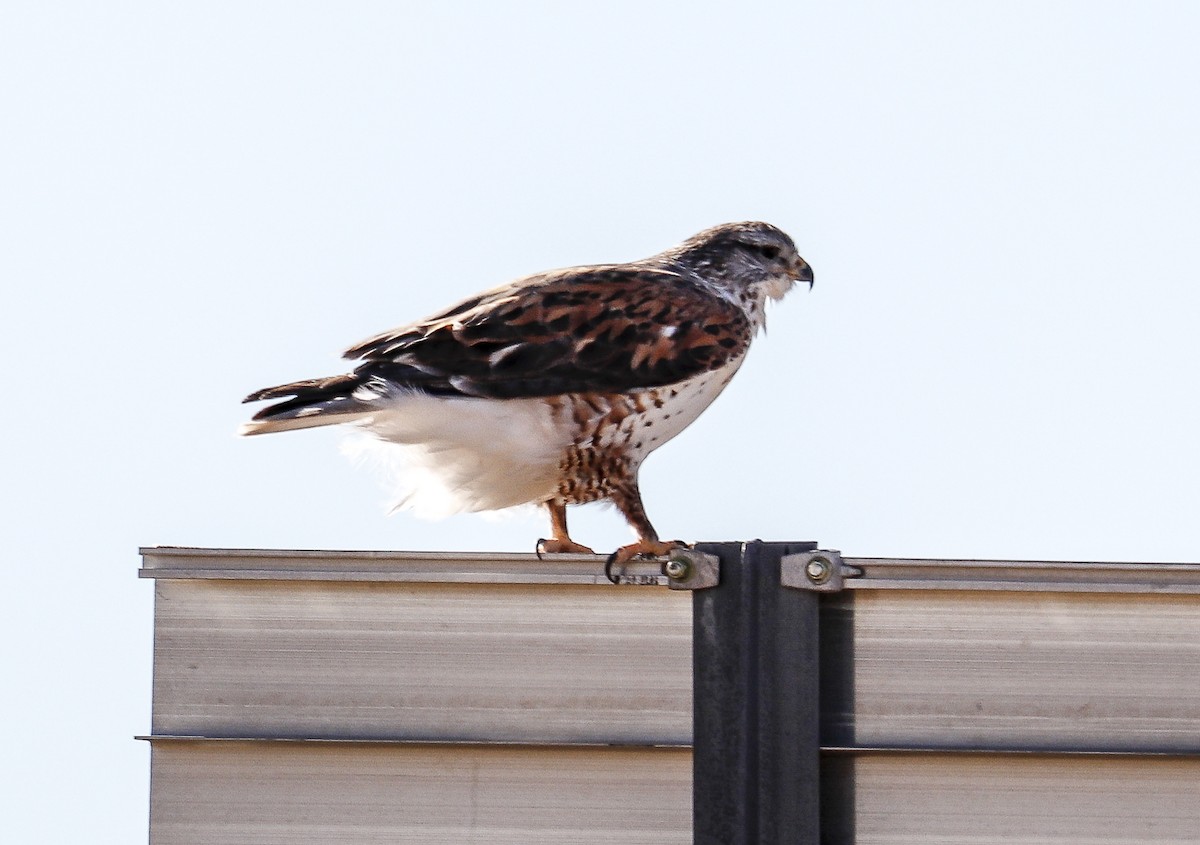 Ferruginous Hawk - Jill Bell