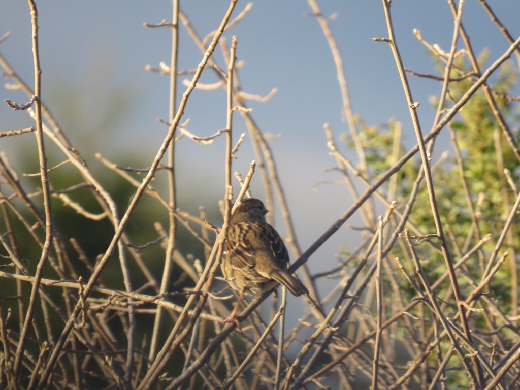 Golden-crowned Sparrow - ML400593331