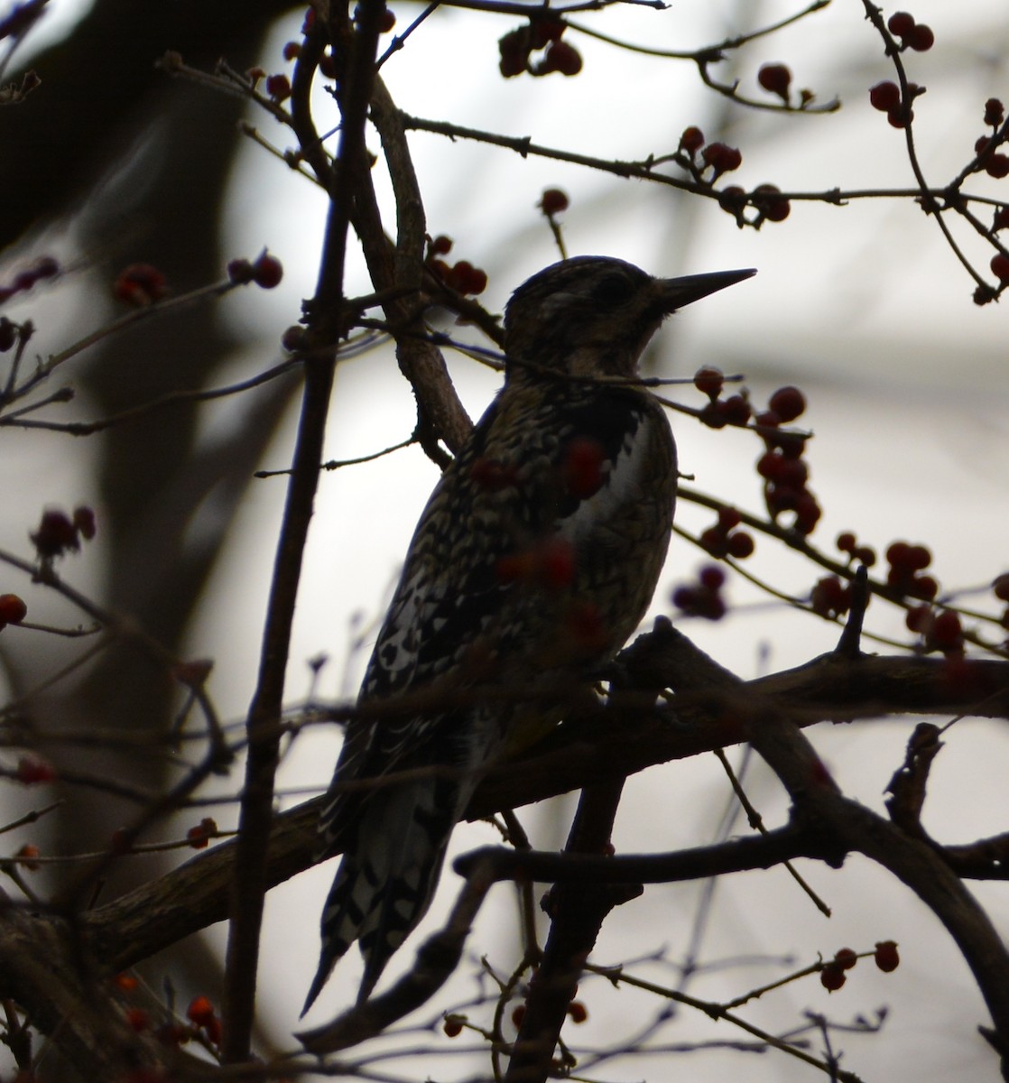 Yellow-bellied Sapsucker - ML400594411