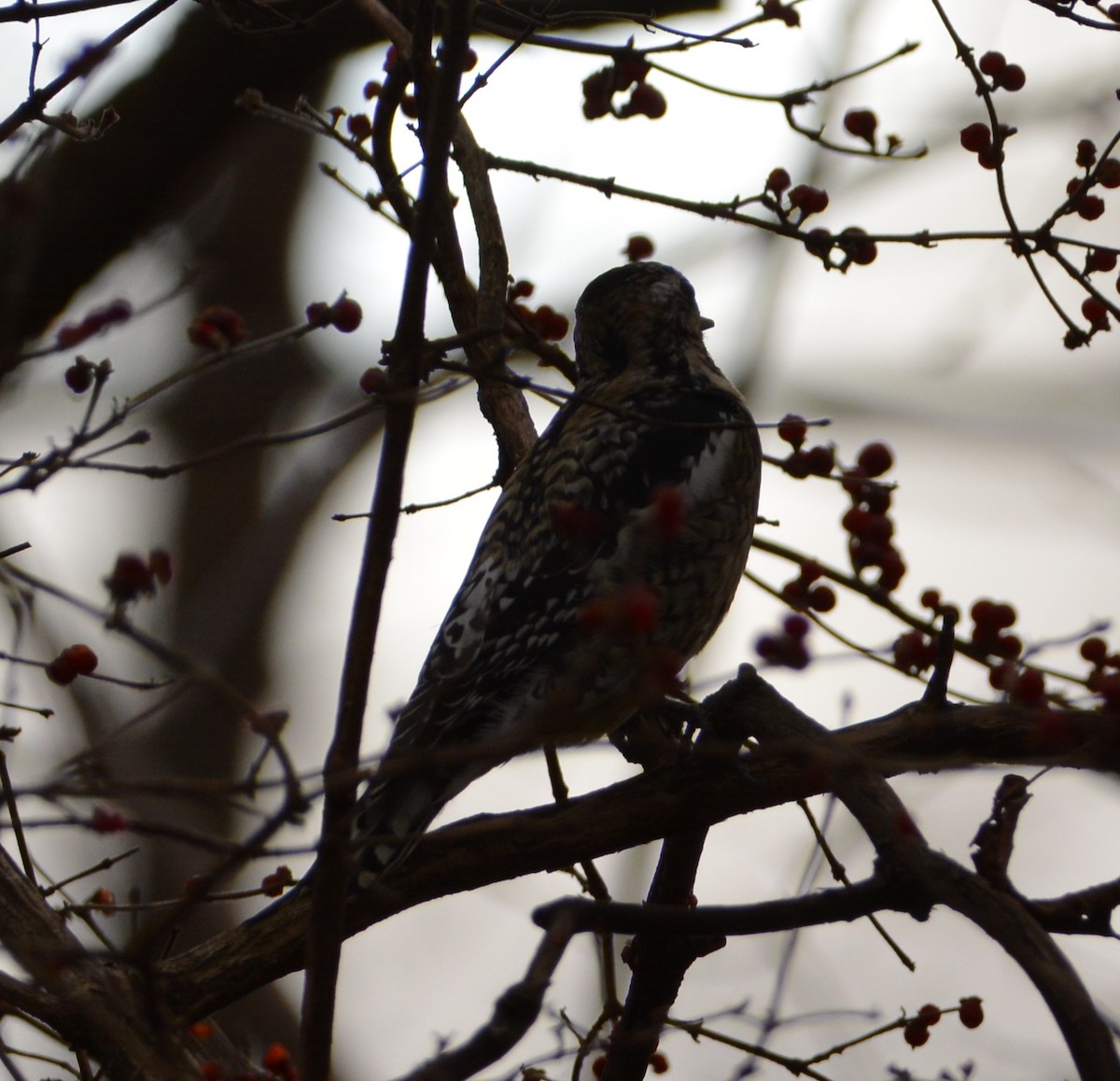 Yellow-bellied Sapsucker - ML400594421