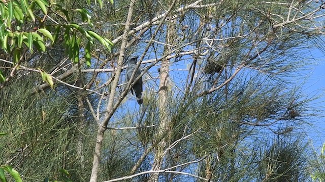 Sahul Cicadabird - ML400594561
