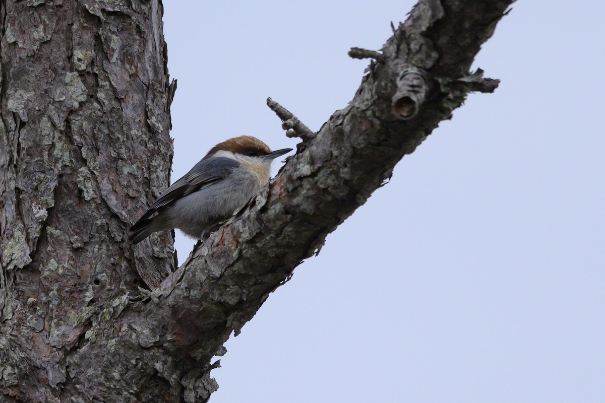 Sittelle à tête brune - ML400594751