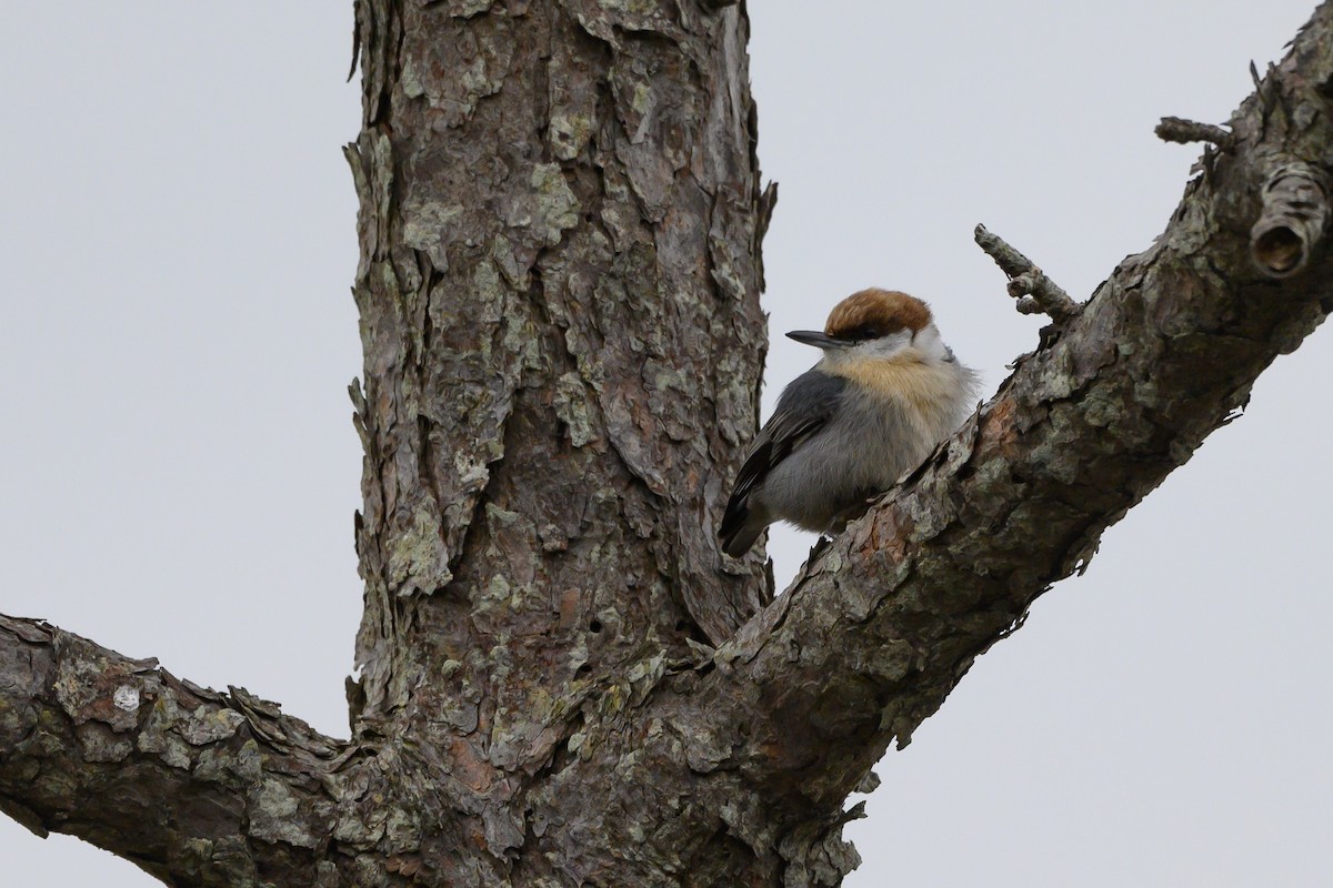 Sittelle à tête brune - ML400594771