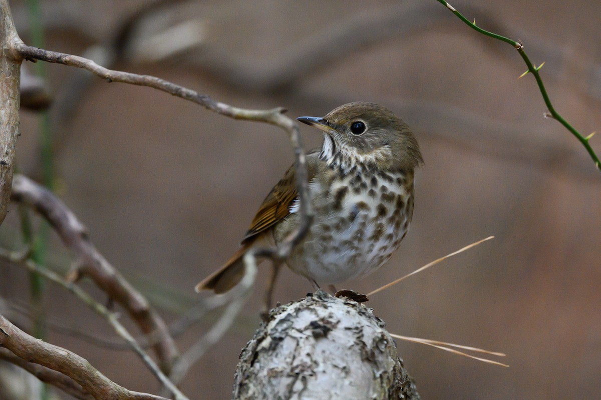 Hermit Thrush - ML400595061