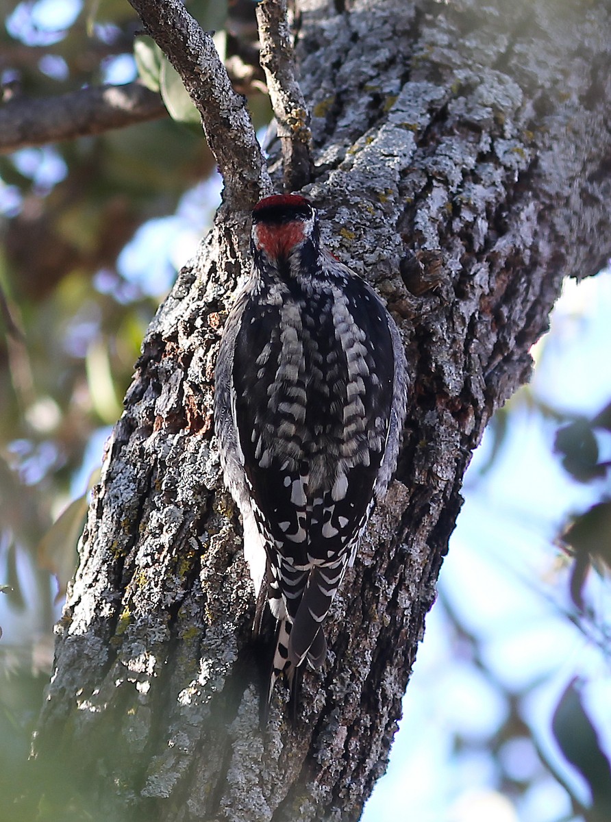 Red-naped Sapsucker - Ben Sandstrom