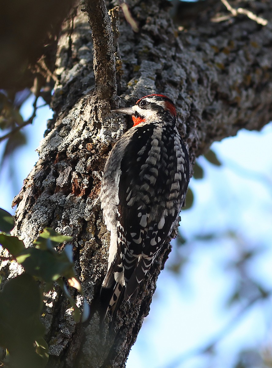 Red-naped Sapsucker - ML400595531