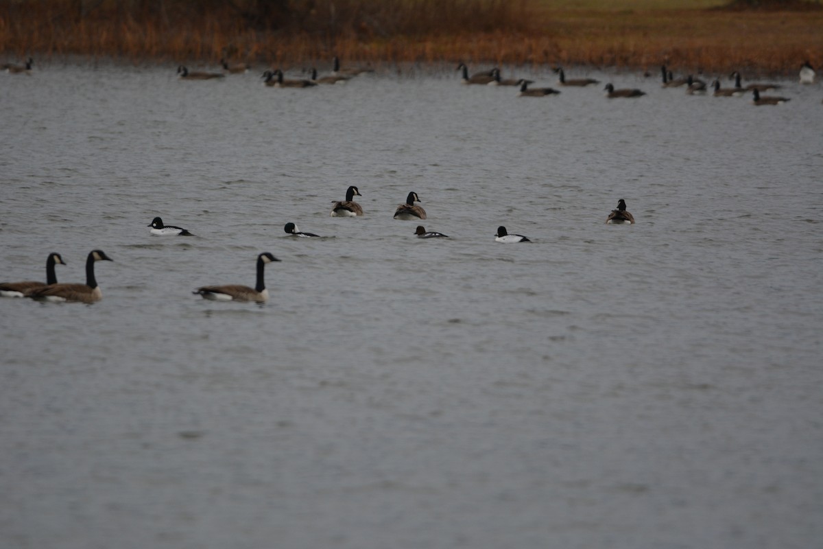 Common Goldeneye - ML400595911