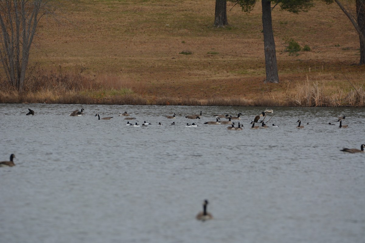 Common Goldeneye - ML400595931