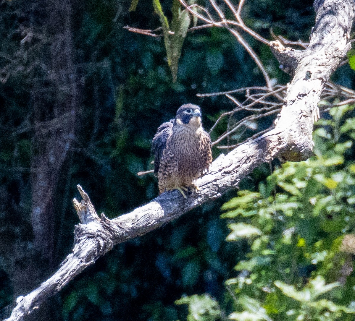 Australian Hobby - ML400596971