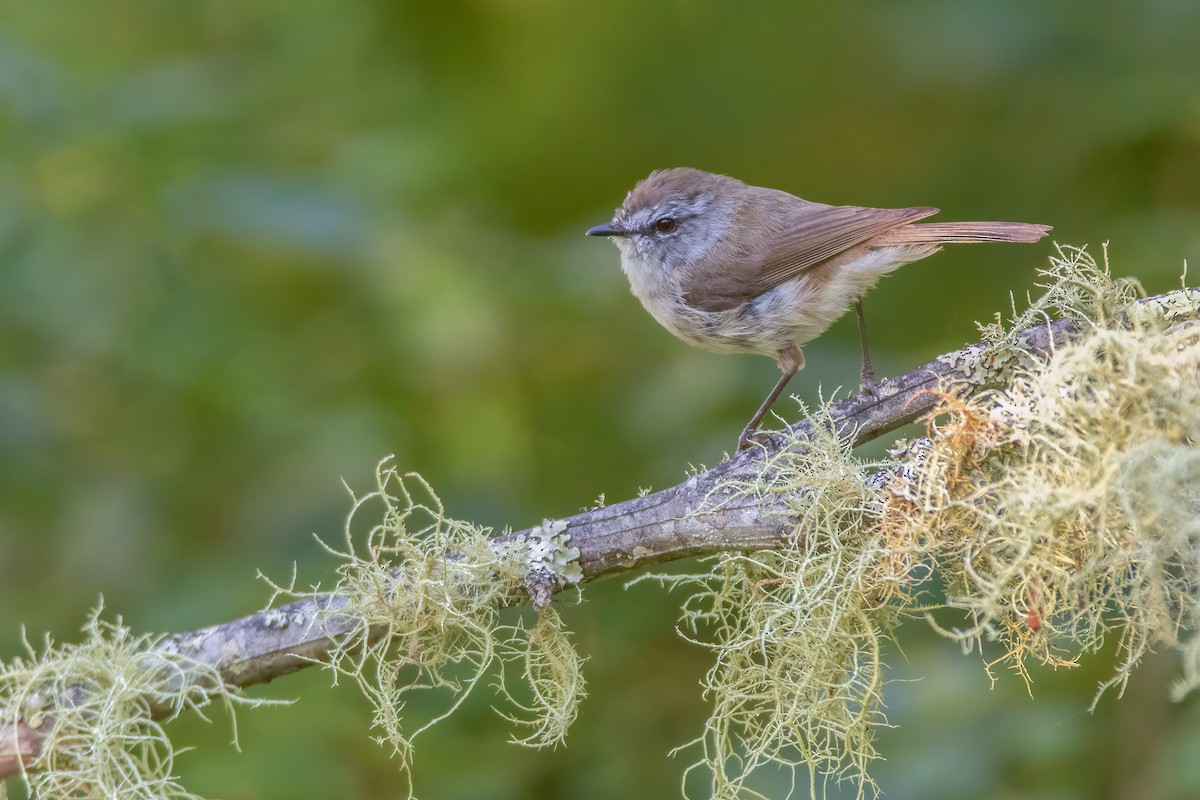 Brown Gerygone - ML400598621