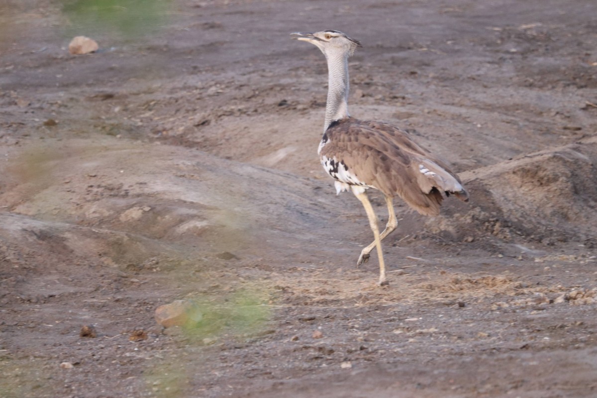 Kori Bustard - ML400599141