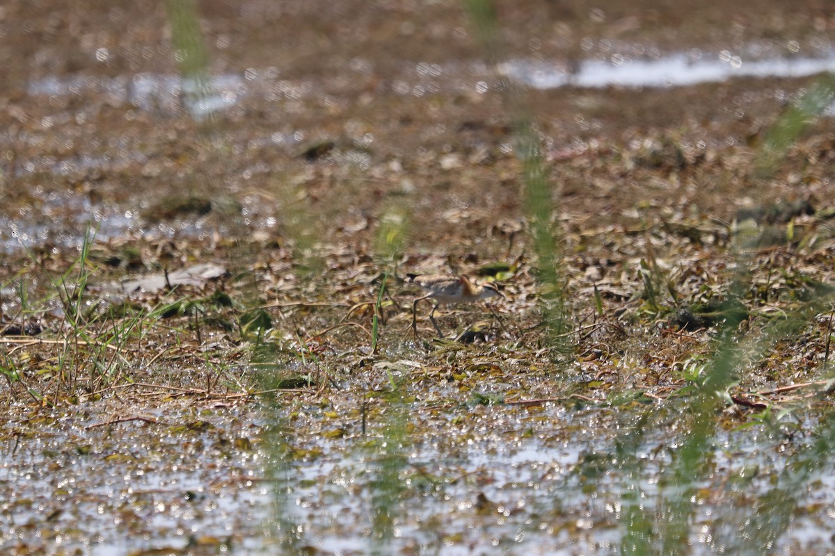Lesser Jacana - ML400602021