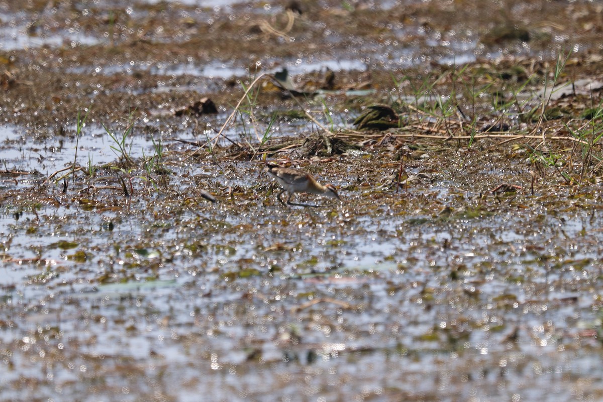 Lesser Jacana - ML400602031