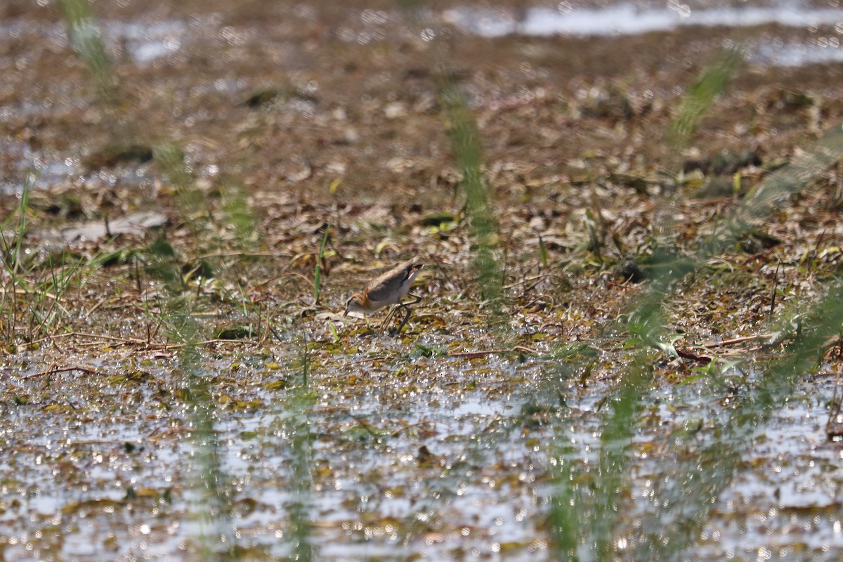 Lesser Jacana - ML400602111