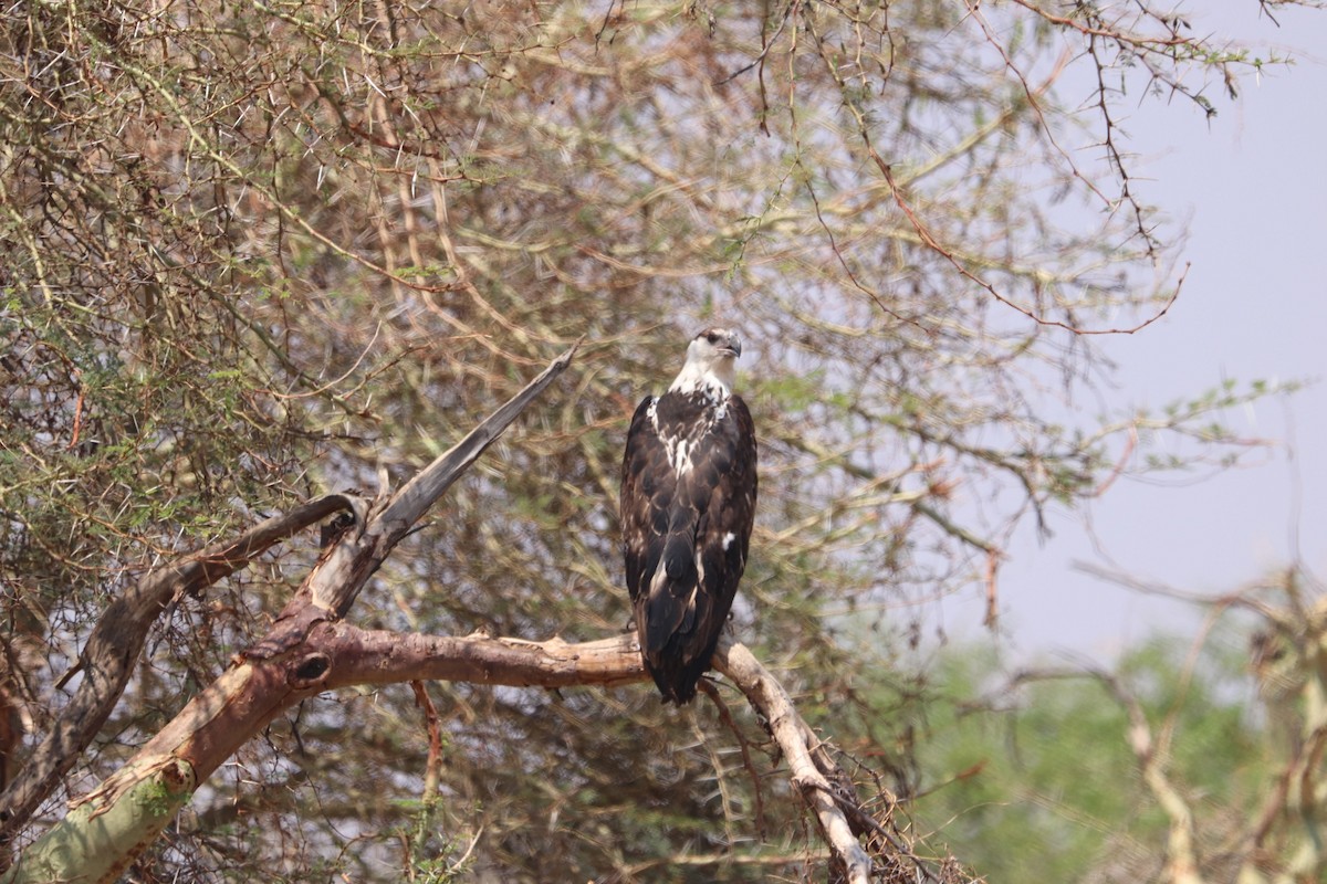 African Fish-Eagle - ML400602701