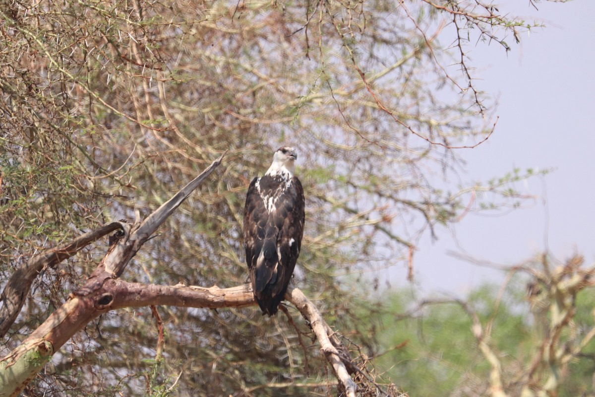 African Fish-Eagle - ML400602711