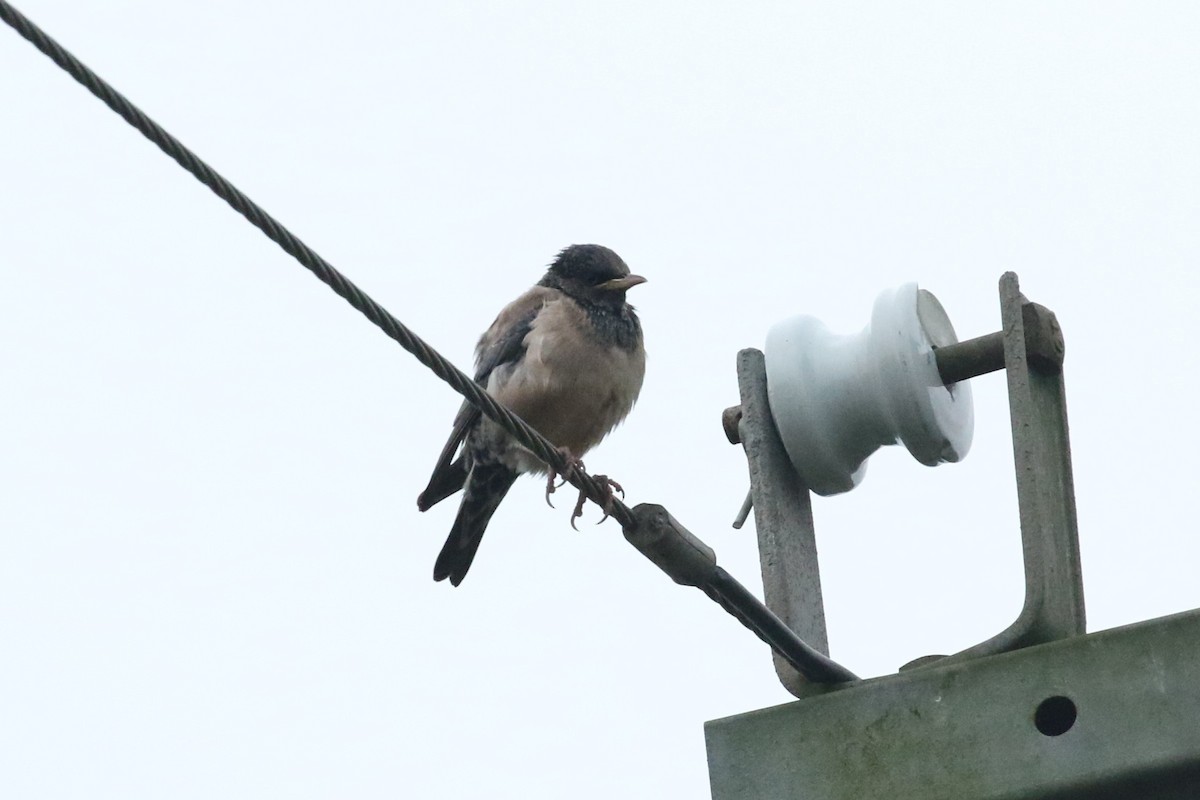 Rosy Starling - ML400604221