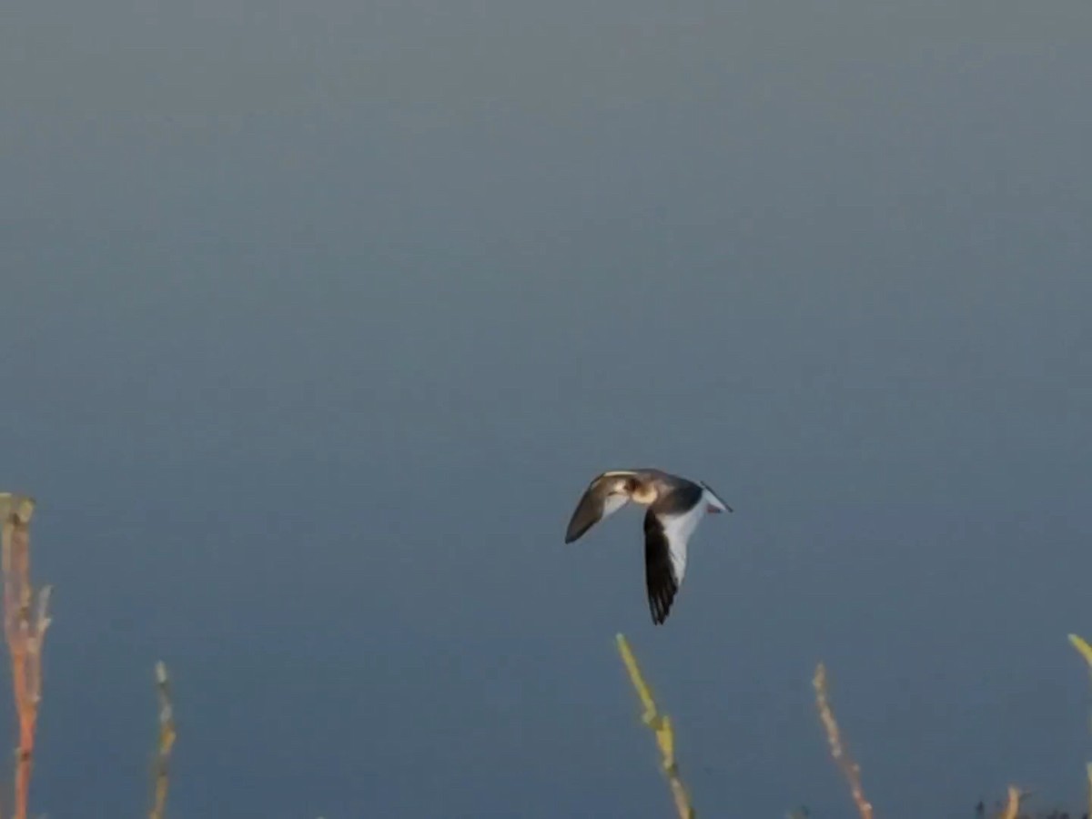 Sabine's Gull - ML400605161