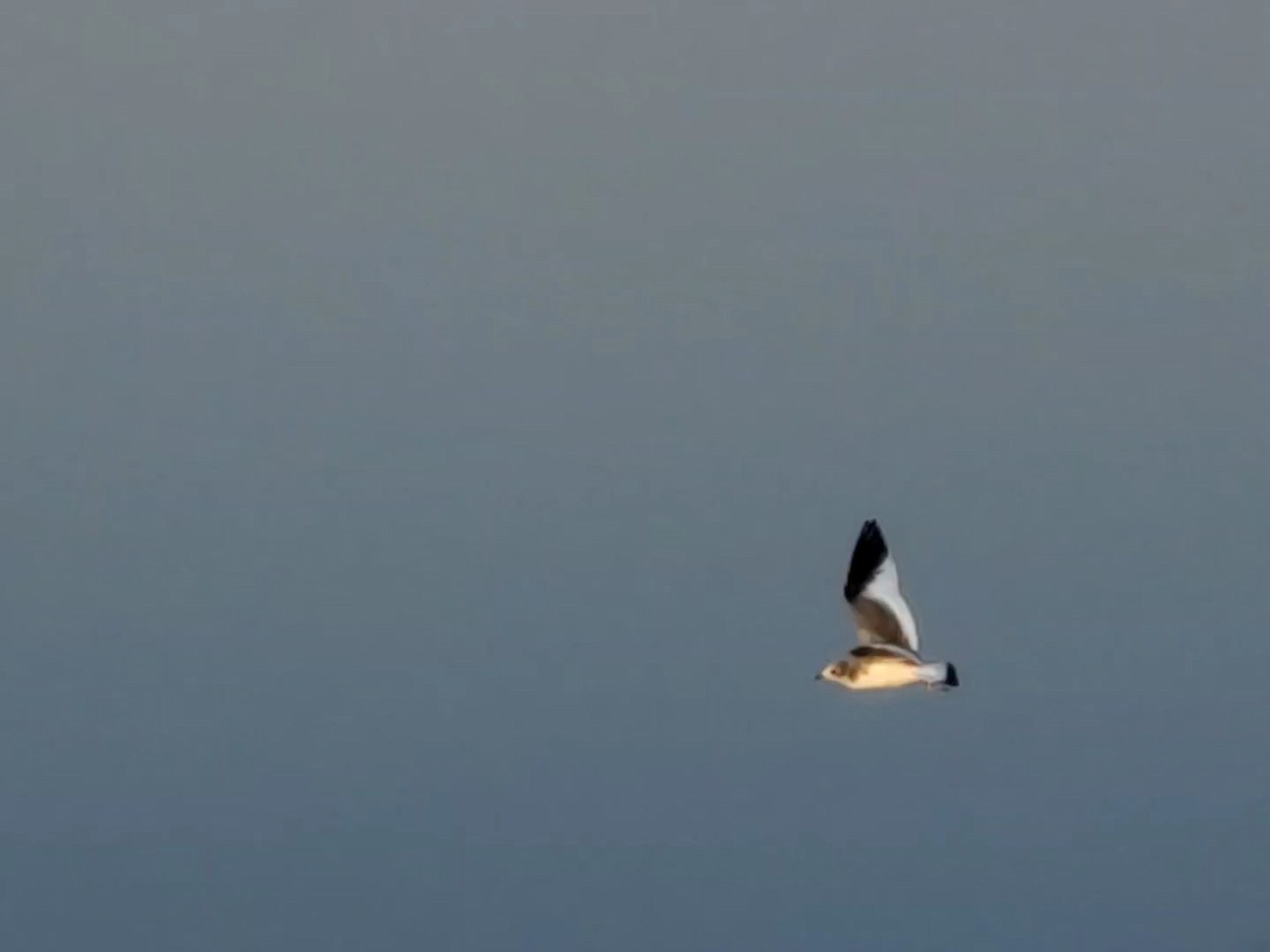 Sabine's Gull - ML400605181